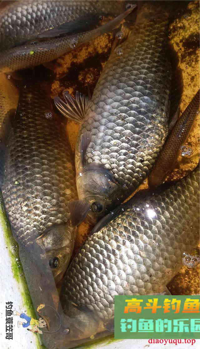 素饵之王的丰收季，稍微制作钓大草鲤鲫鱼