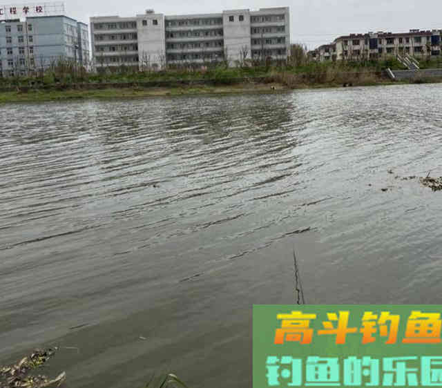 自制颗粒饵料，野钓翘嘴鱼和鲫鱼，钓获3条武昌鱼