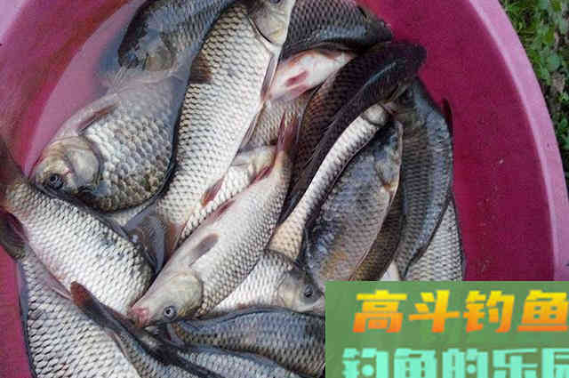 参照这个配方自己做窝料，不用天天往渔具店跑了
