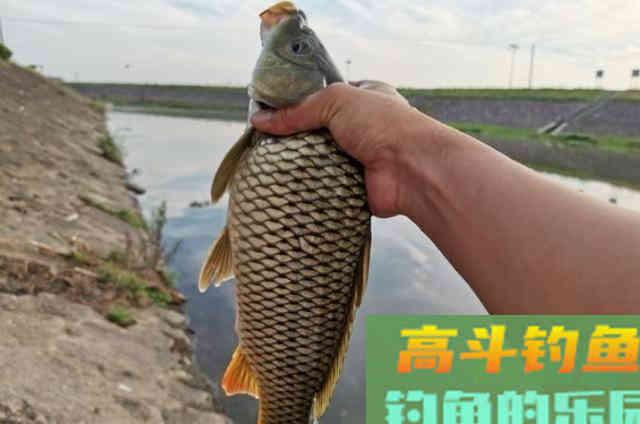 野钓过程中，请牢牢记住的4个打窝的步骤与技巧
