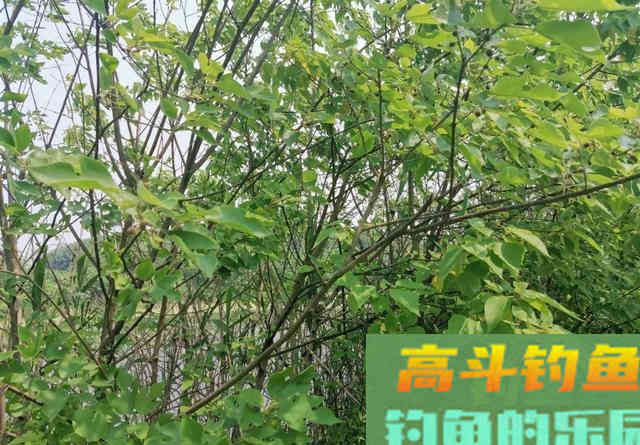 野生大草鱼警惕高、很难钓？做窝方法是核心