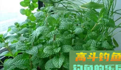 不常用的鲫鱼饵料，一下子又多了几款，省钱又实用