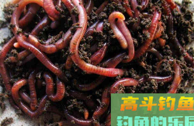 春季钓鱼，使用蚯蚓有讲究，一起来看看技巧