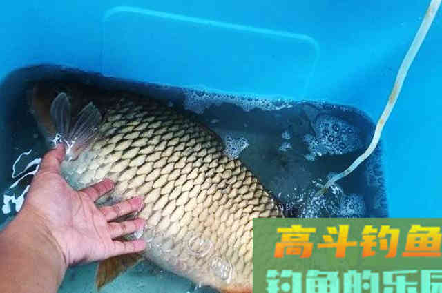 钓友别傻了，用不完的饵料别扔，这样处理经济又实惠