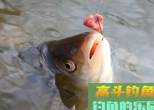 每次钓完鱼，剩余饵料最为稳妥的3种保存方式