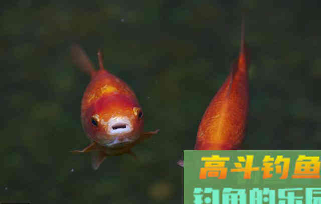 野钓饵料不一定越腥越好，浓引淡钓？分析鱼情才能钓好鱼