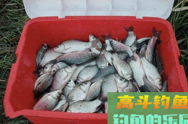 秋天钓大板鲫，万能饵和拉饵谁更好用？看完便知