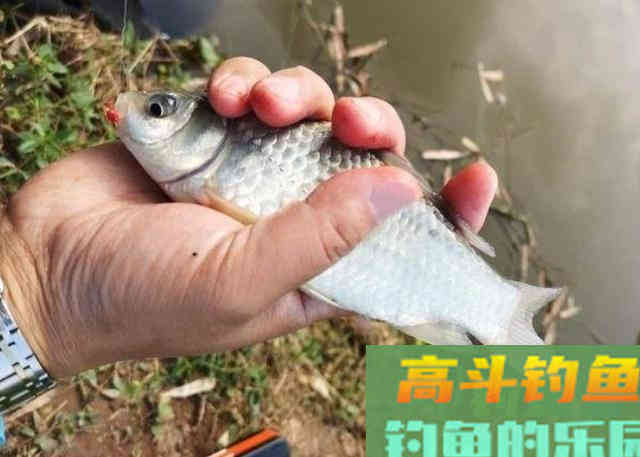 初冬一到，拉饵该怎么样用好？