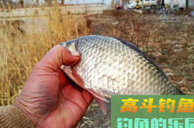 三十年老钓友征服大鲫鱼用的饵，至今很少败绩