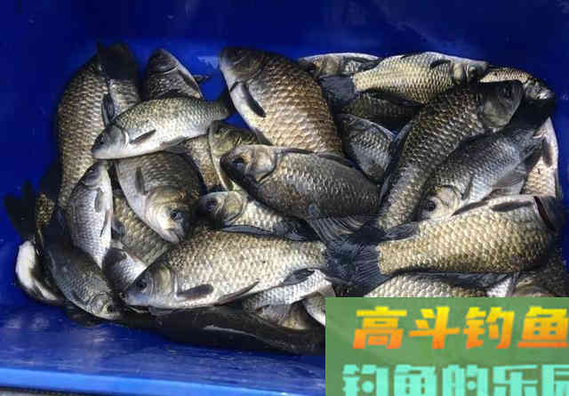 同样是酒米打窝，只因多加了2把黄泥就多钓几条
