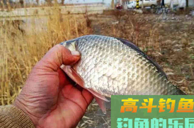 为啥这5种开饵水比小药更受欢迎？渔具店老板说了原因