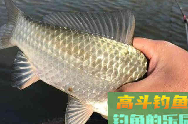 酒米只用来打窝，就是一种浪费，大板鲫狂拉不断