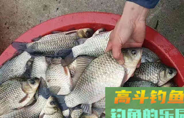 导致拉饵不好用的4个原因，要注意的相关事项
