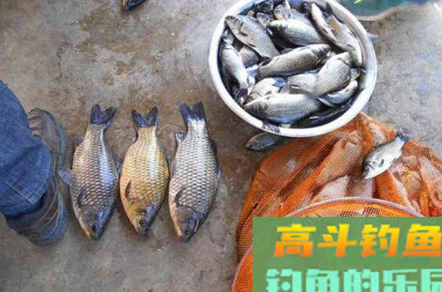 到了六月，我就只服这尿性鲫鱼饵