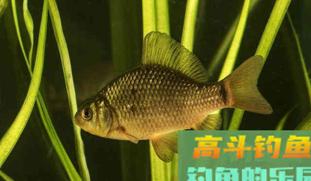 野钓小鲫鱼饵料状态很重要，好好考虑这些问题