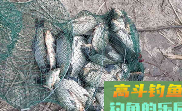 秋天钓鲫鱼，这几款自制饵料，助你连竿上鱼
