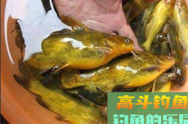 钓了二十年黄骨鱼的这五种速效饵，效果还不错