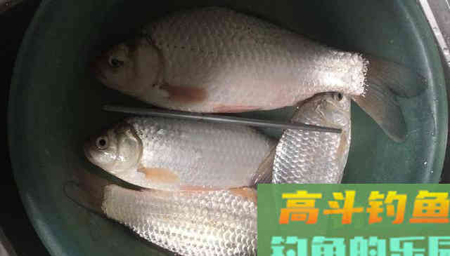 冬钓斤鲫，自制饵窝料详细教学