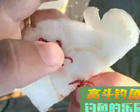 红虫不同场合下做钓饵技巧，用好了隔壁老王都眼红