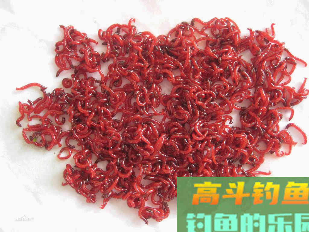 红虫污染水质？换个思路用红虫，效果更好