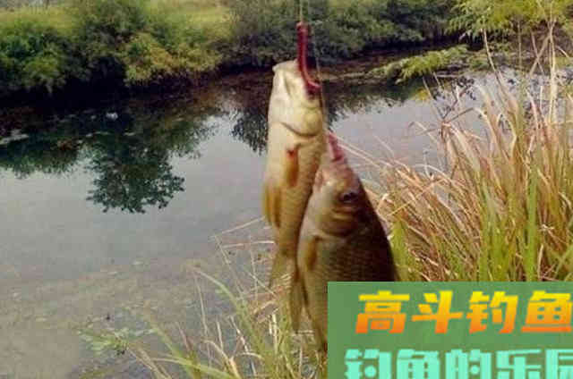 钓饵里多加点虾粉，鲫鱼鲤鱼接二连三