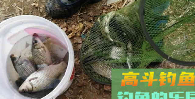 冬季的鲫鱼的钓饵教学，钓获10多斤野生大板鲫鱼