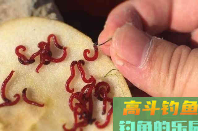 用红虫饵来钓鱼的一些方法，以及需要注意的相关事项