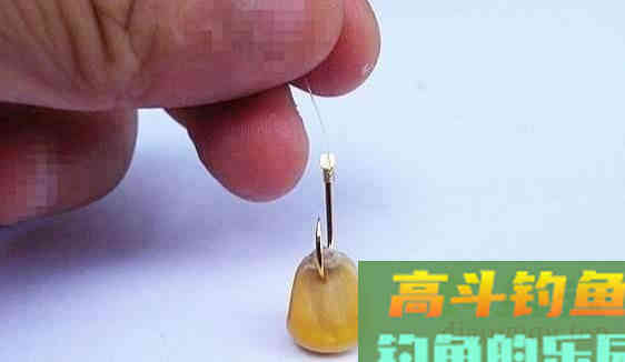 嫩玉米的几种实用挂钩方法，秋天守钓大物爽