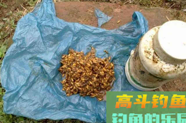 天气热，对付,鲫鲤鱼就得用这饵