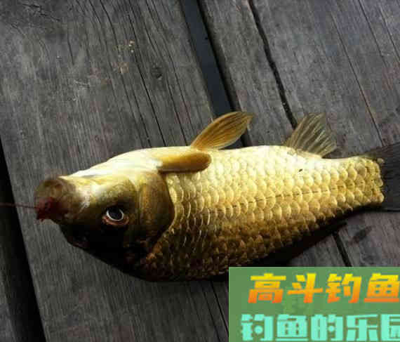 冬季打窝来鱼慢？不是窝料味道差，不是钓位不够好