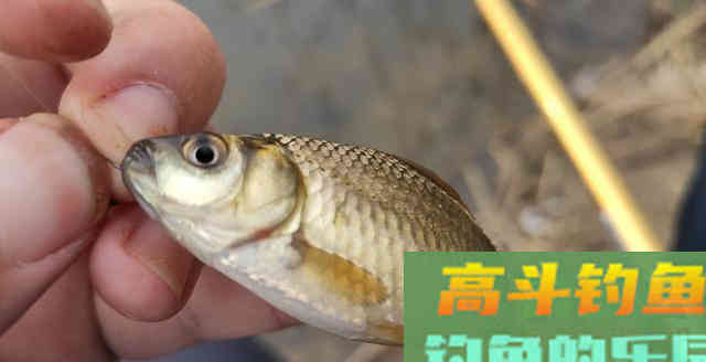 对于速钓野生鲫鱼时，所用饵料配方的重要性