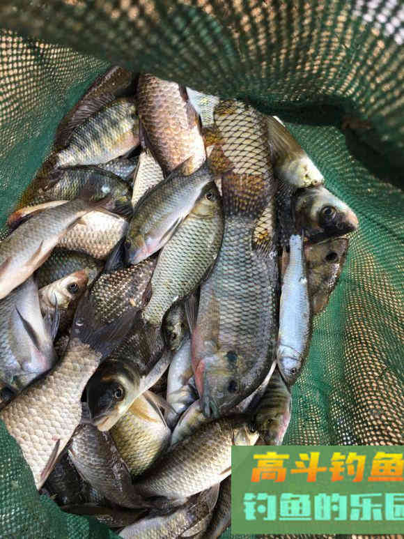 春天钓鱼饵料促开口诱鱼添加剂盘点，大部分家里就有