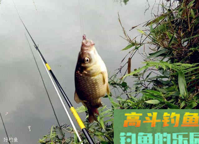 钓友们赶紧看过来，聚鱼技巧，分分钟助你爆护