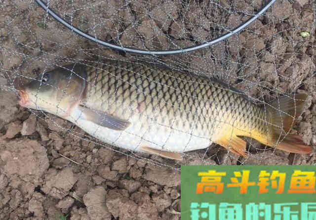 自制窝料钓鱼，用玉米粒野钓10斤鲤鱼，还有野生大草鱼