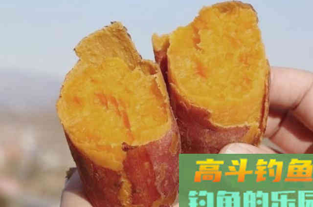 八月钓鲤鱼的凑效饵料，高手们都在用