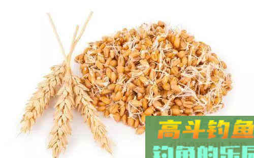 6款作钓鲤鱼的饵料，身边的材料钓鱼效果极好