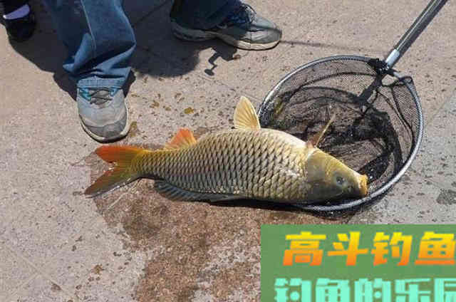 这饵能不香吗？不仅不花钱，上钩的鲤鱼还特大