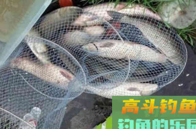 天越热，草鱼就越难钓？那是你没这百试不爽的特效饵