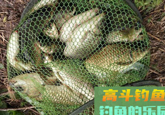 冬季钓鱼我只用这3套饵料，从来没有空军过