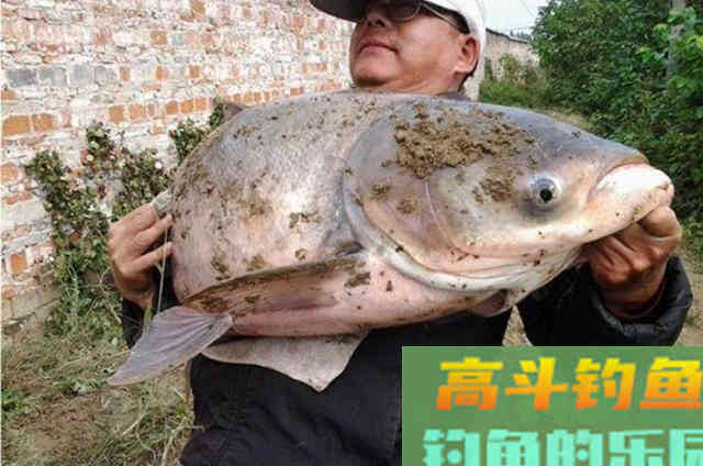 刚一试用这鲢鳙饵，就连鲫鲤鱼都不想钓了