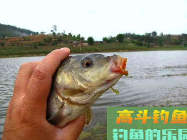 如何用红薯制作钓鱼饵料？特别适合秋天野钓鲤鱼