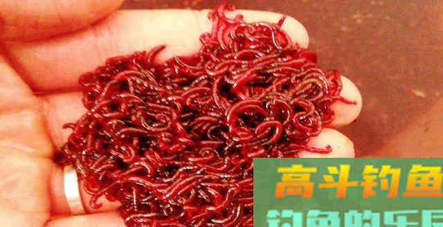 冬季钓鱼用好这5种开饵水，狂拉大板鲫很容易