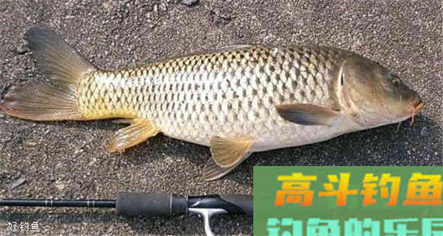 钓鲤鱼除了怎么搭配鱼饵，还应该知道什么技巧