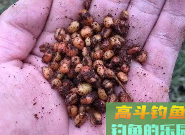 自制窝料需要加哪些“佐料”？复杂不等于好使