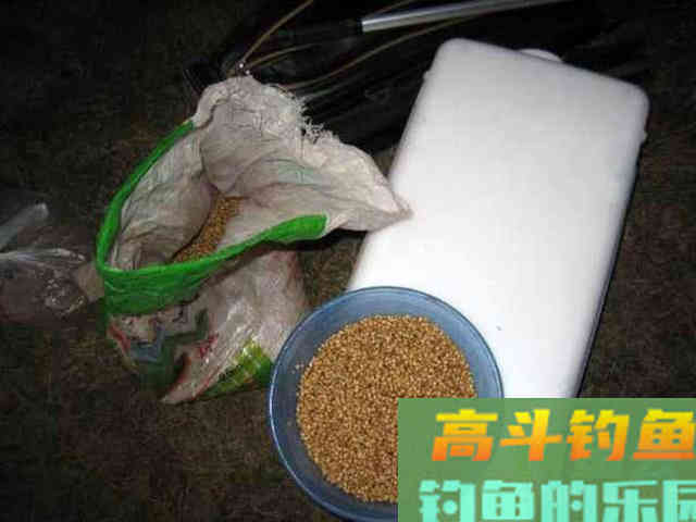 如何制作玉米粒钓饵？如何选点打窝与玉米粒使用技巧