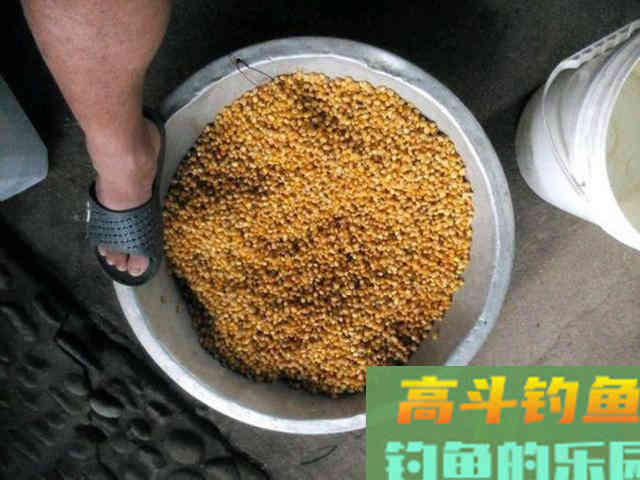 鱼为什么喜欢吃玉米粒？还被钓鱼人称为素饵之王