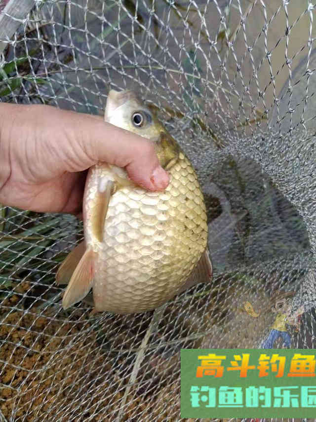 冬天钓鱼这几种添加剂效果好，不用买家里就有