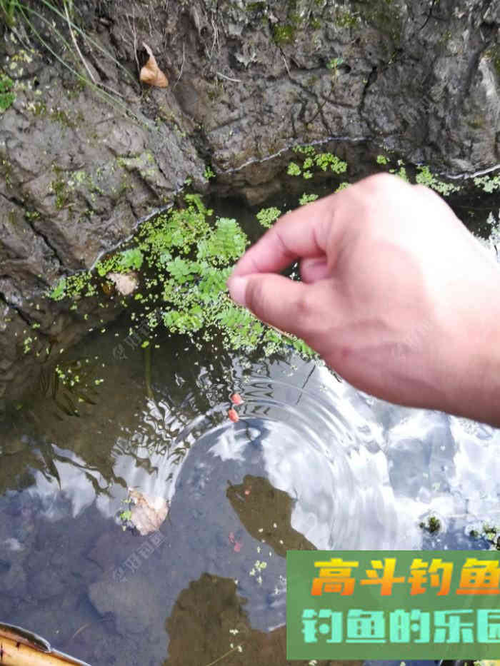 如何开制好一款拉饵？一些个人看法和操作流程