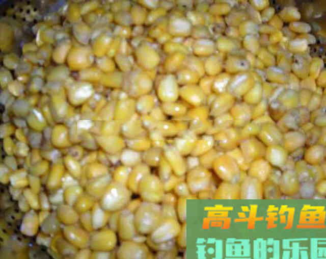 老钓手自制四种粮食钓饵，在农村十分常见