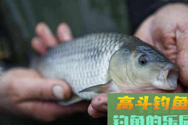 我在饵中用了点玉米饼子，竟然是我上鱼多的秘诀
